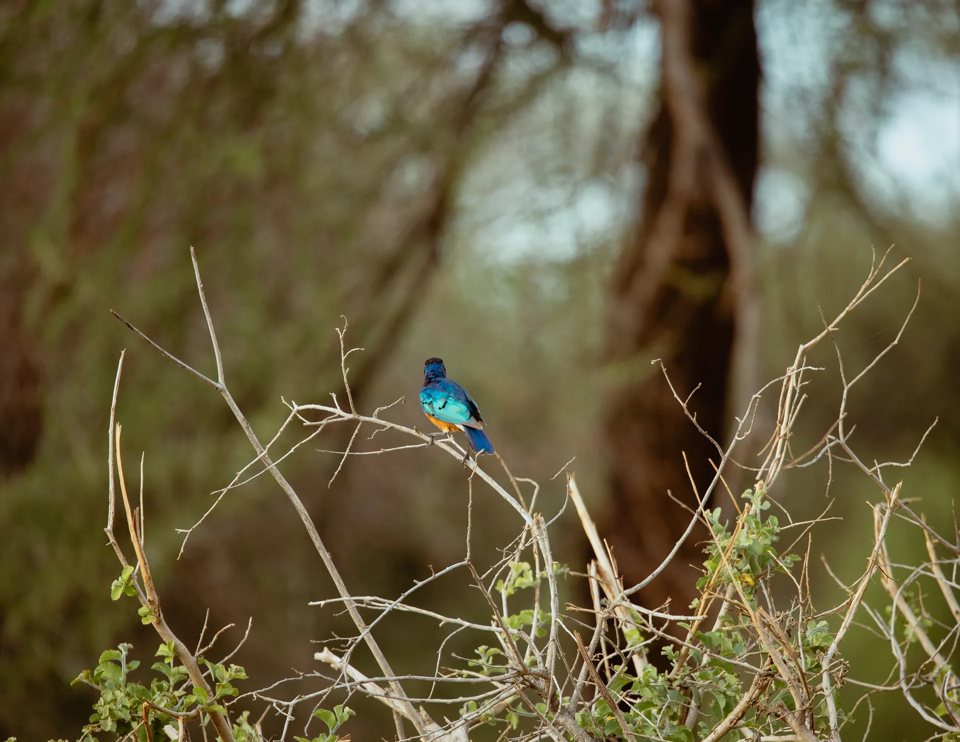 Wildlife in an East African safari landscape